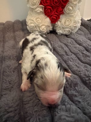 Les chiots de Berger Américain Miniature 