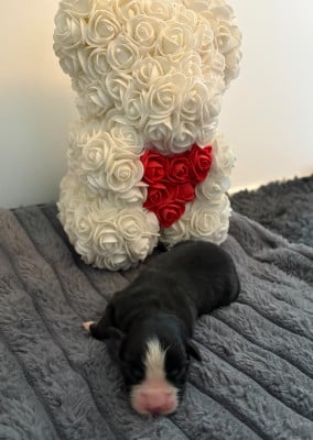 Les chiots de Berger Américain Miniature 