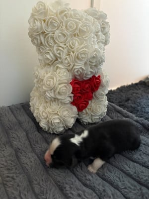 Les chiots de Berger Américain Miniature 