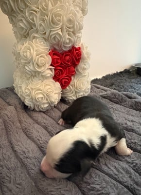 Les chiots de Berger Américain Miniature 