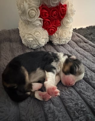 Les chiots de Berger Américain Miniature 