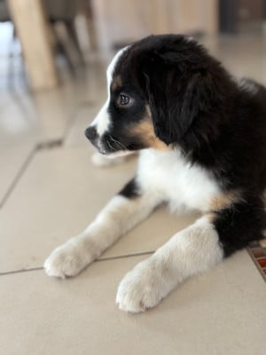 Les chiots de Berger Américain Miniature 