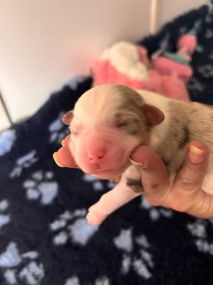 Les chiots de Berger Américain Miniature 