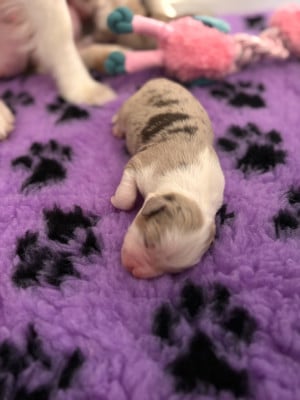 Les chiots de Berger Américain Miniature 