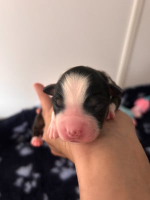 Les chiots de Berger Américain Miniature 