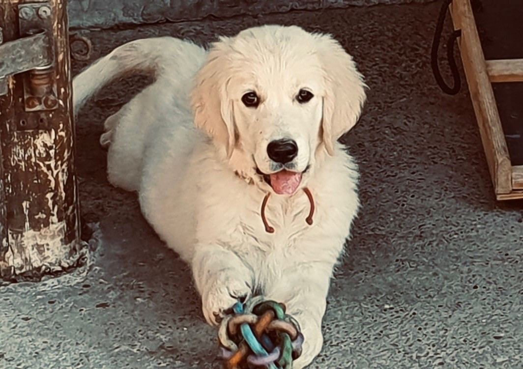 Requiem d'un soir d'été De La Cité Des Ribeaupierre