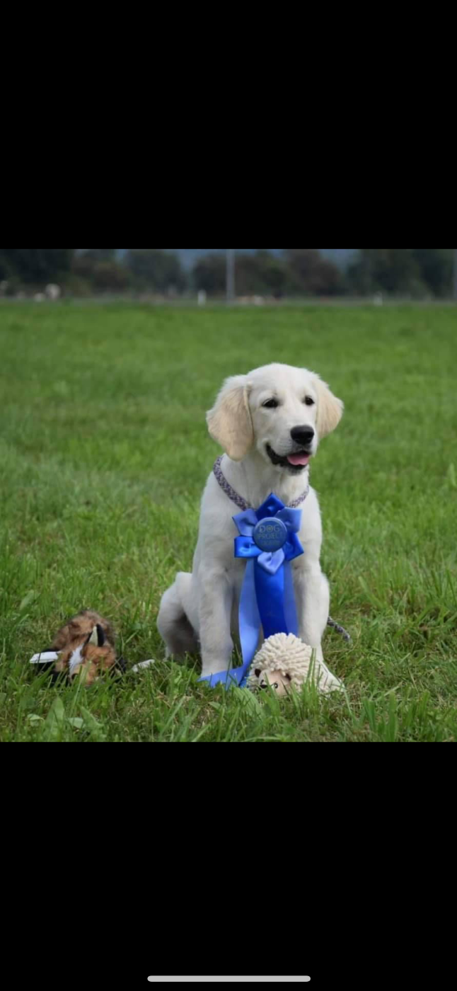 Requiem d'un soir d'été De La Cité Des Ribeaupierre