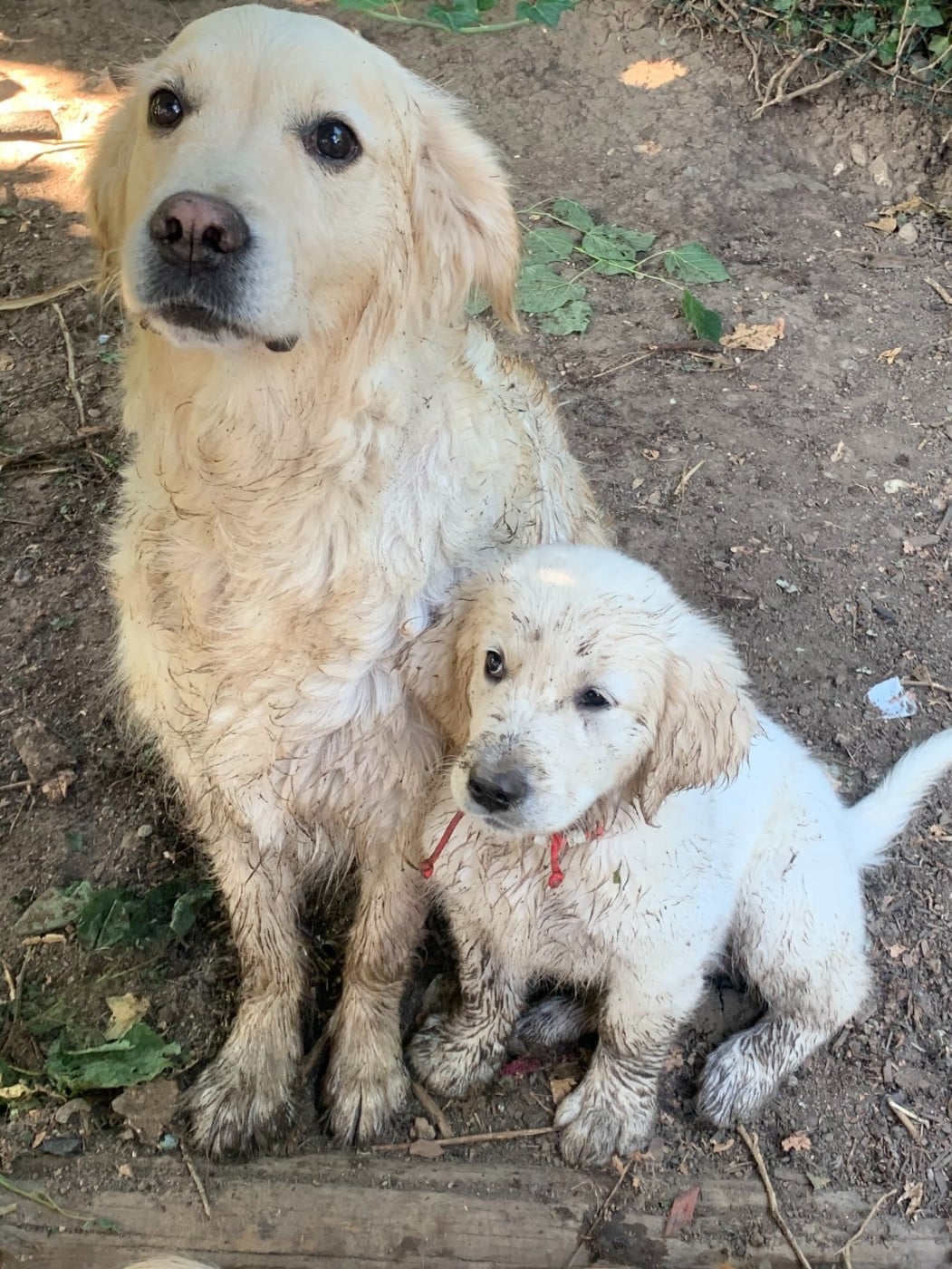 Requiem d'un soir d'été De La Cité Des Ribeaupierre