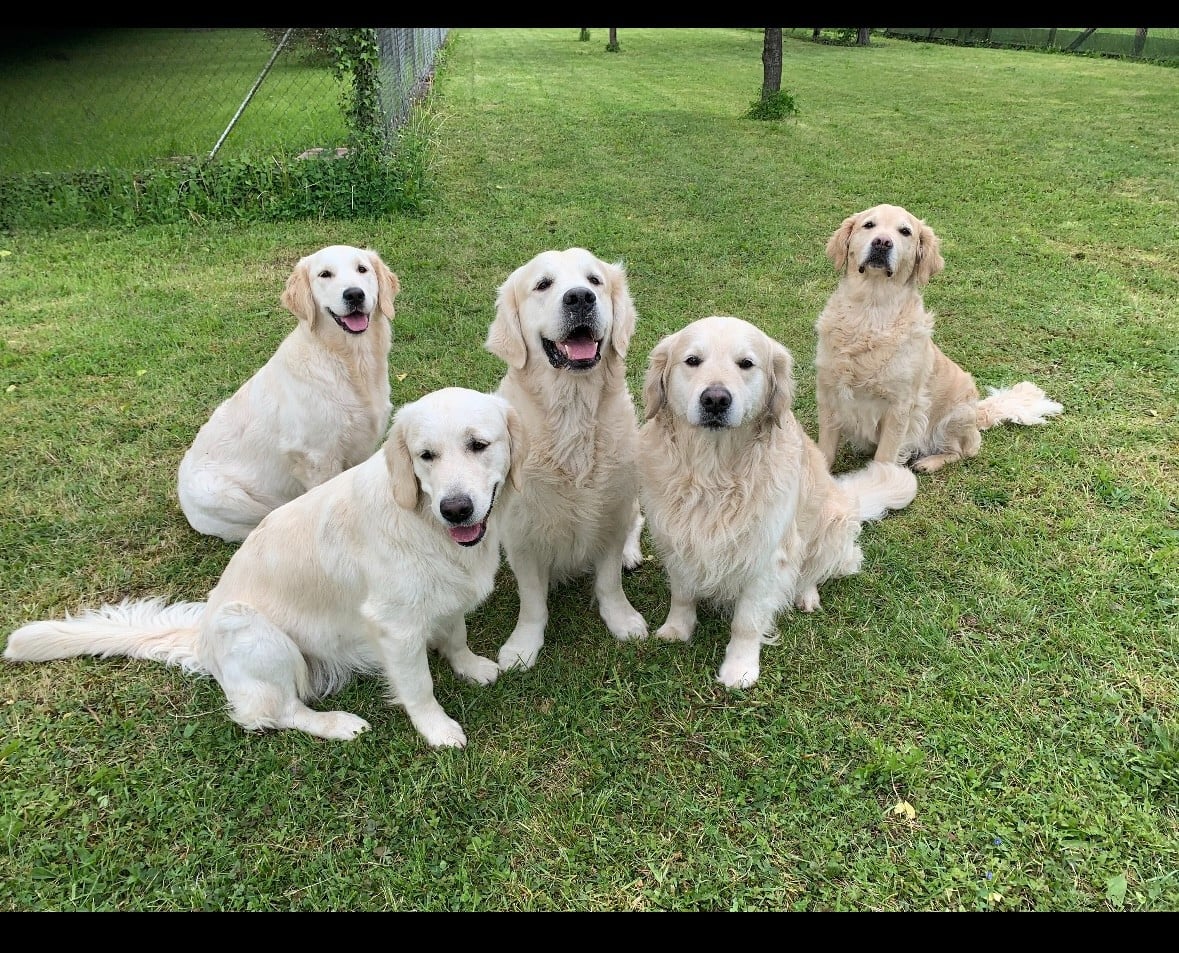 Requiem d'un soir d'été De La Cité Des Ribeaupierre