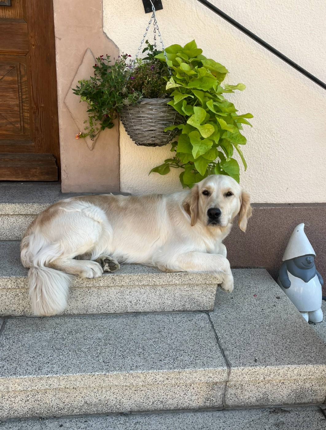 CH. terra di siena Flowers Never Bend With The Rain Fall