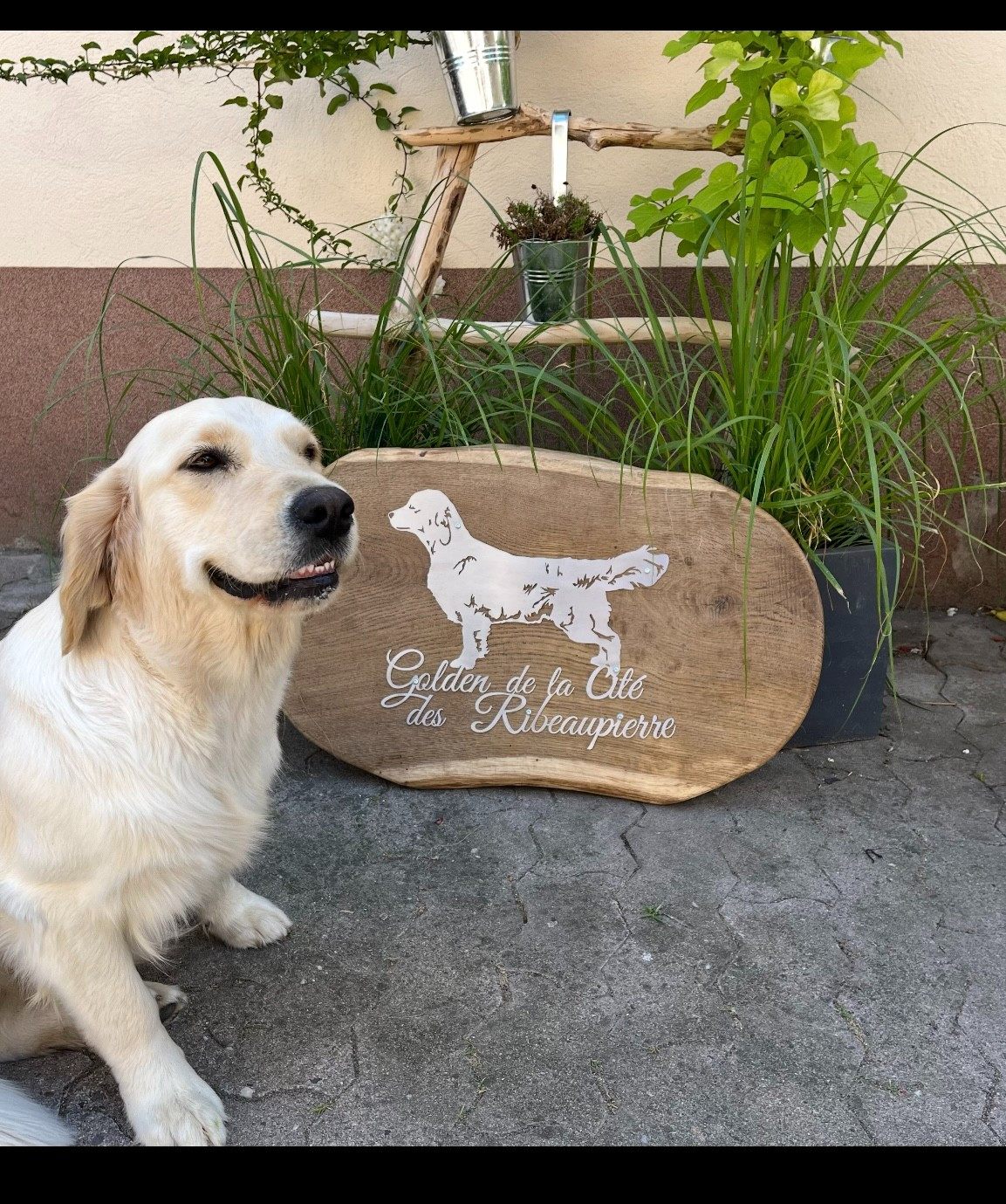 CH. terra di siena Flowers Never Bend With The Rain Fall