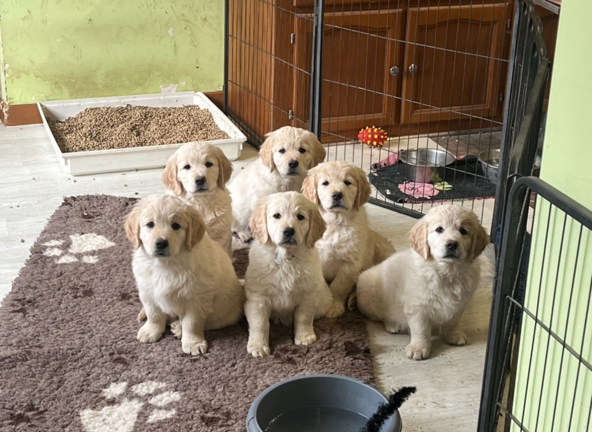 Requiem d'un soir d'été De La Cité Des Ribeaupierre