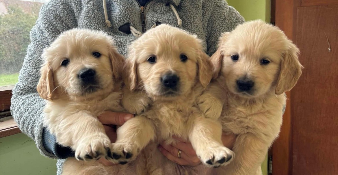 CH. terra di siena Flowers Never Bend With The Rain Fall