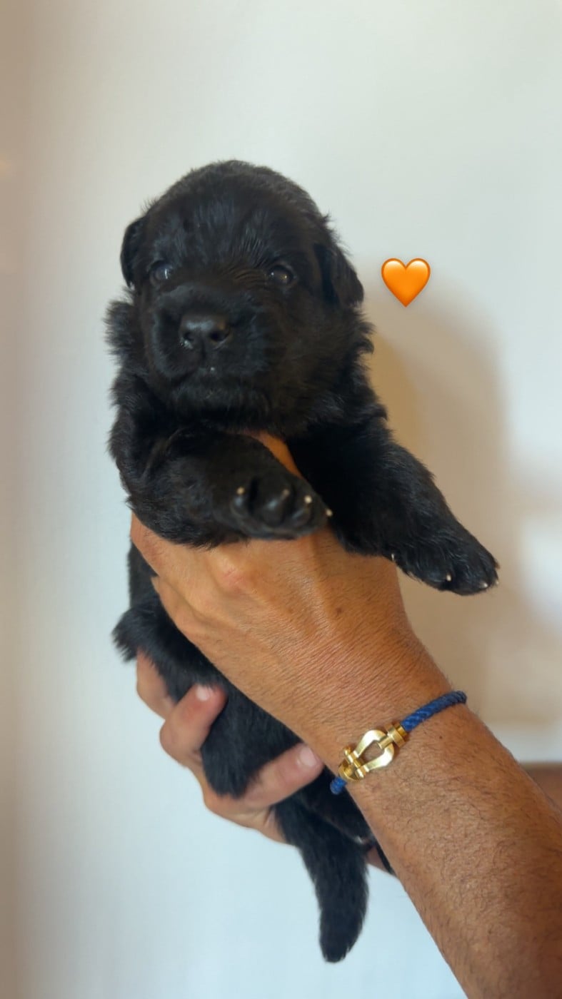 ORANGE ( noir)