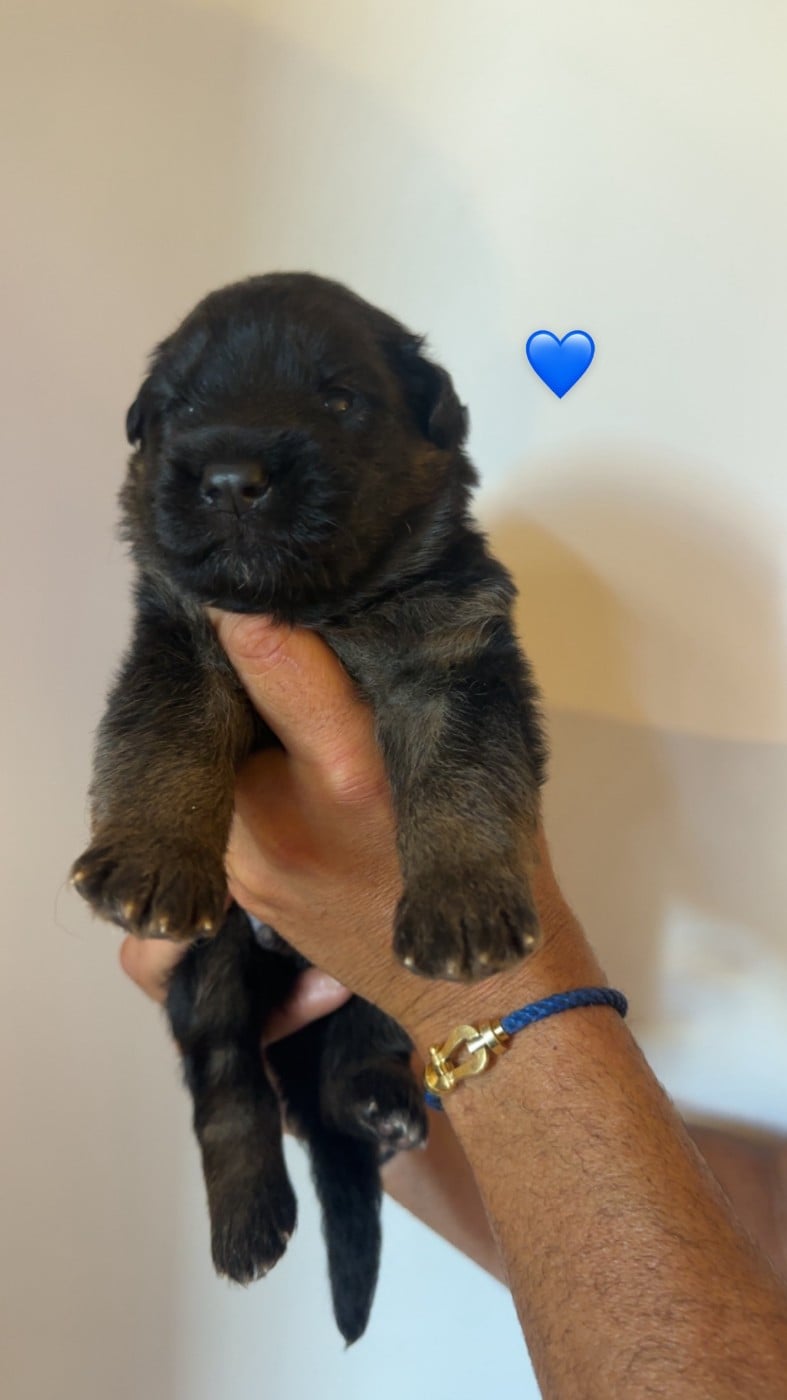 BLEU ( noir et feu)