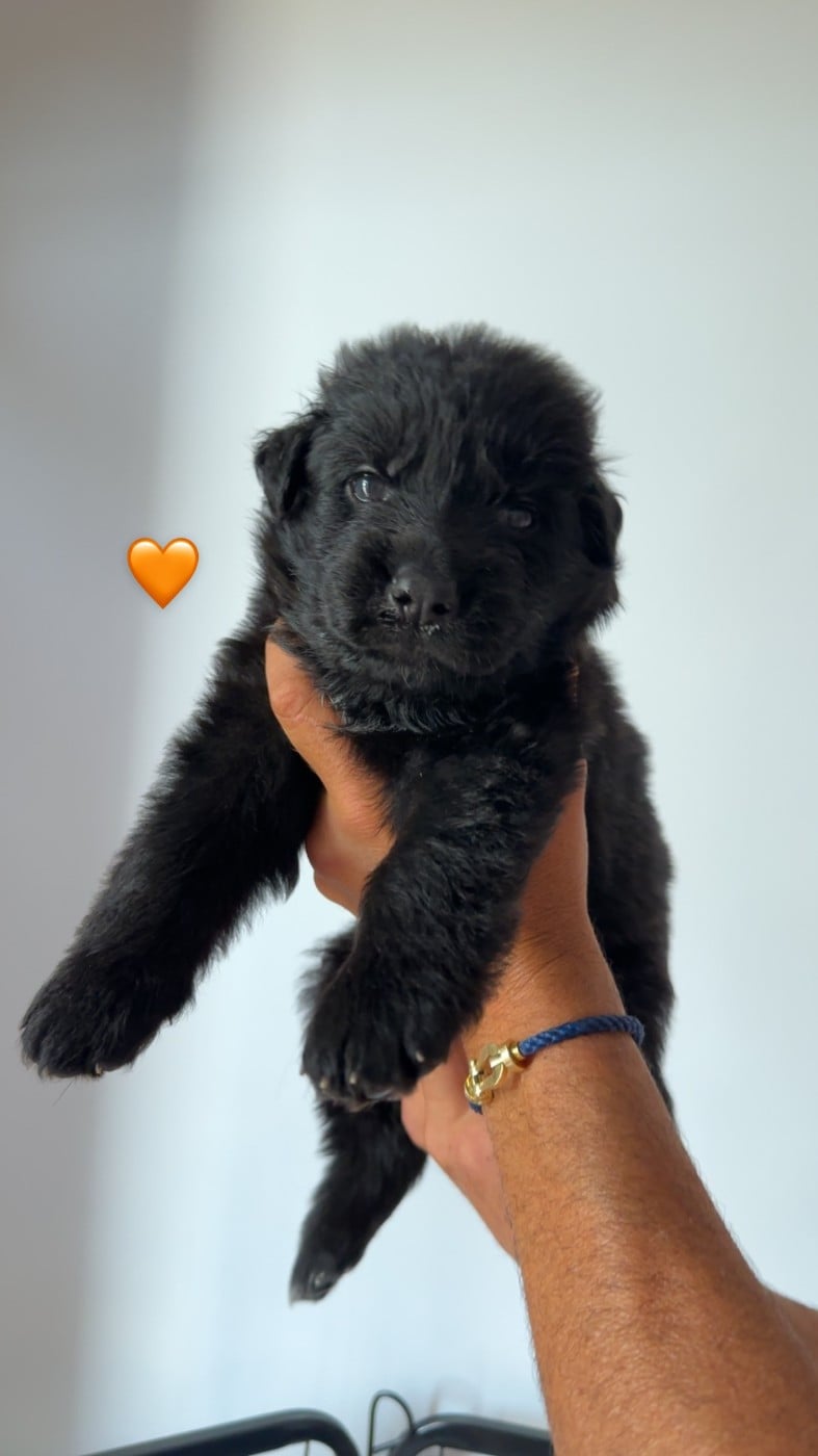 ORANGE ( noir)