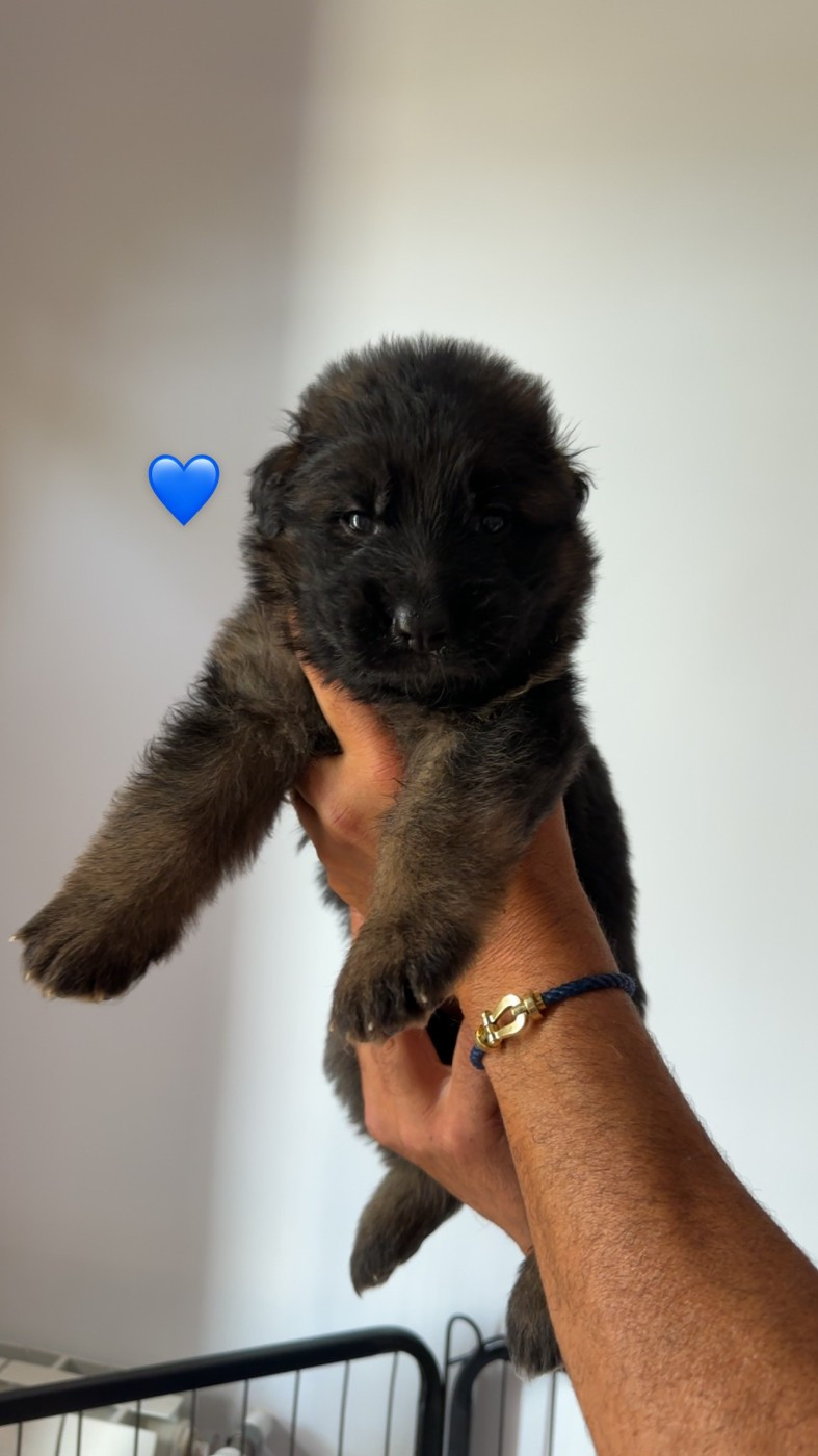 BLEU ( noir et feu)