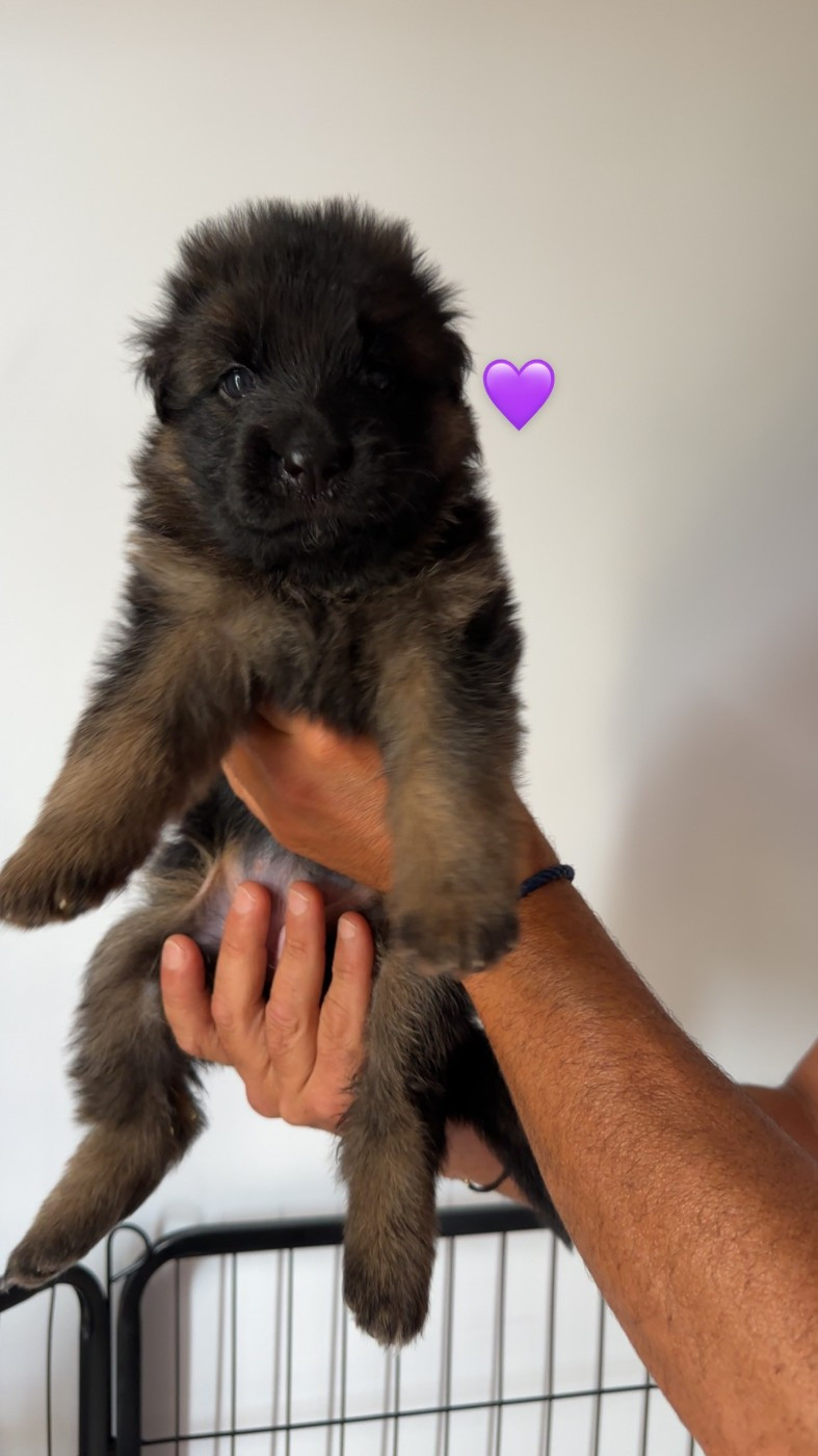 VIOLETTE ( noire et feu )