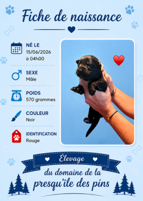 ROUGE ( noir ) - Berger Allemand Poil Long