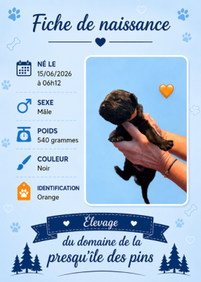 ORANGE ( noir) - Berger Allemand Poil Long