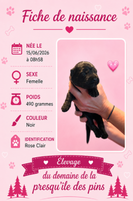 ROSE Clair ( noire) - Berger Allemand Poil Long