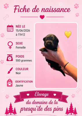 JAUNE (noire) - Berger Allemand Poil Long