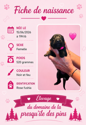 FUSHIA ( noire et feu) - Berger Allemand Poil Long