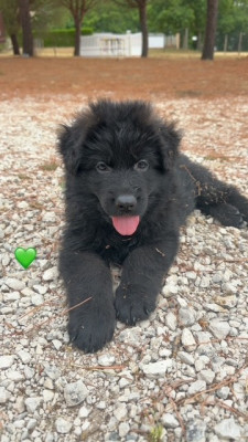Les chiots de Berger Allemand Poil Long
