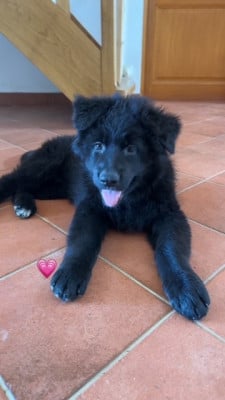 Les chiots de Berger Allemand Poil Long