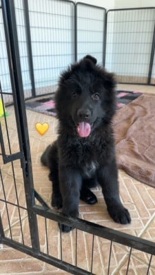 Les chiots de Berger Allemand Poil Long