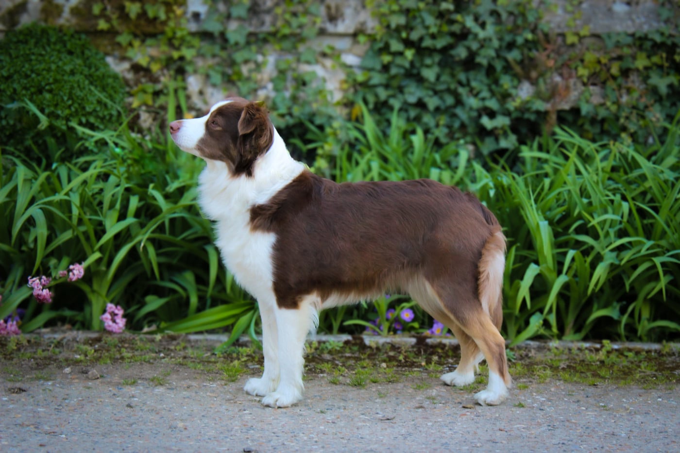 Tessa Of American Madness