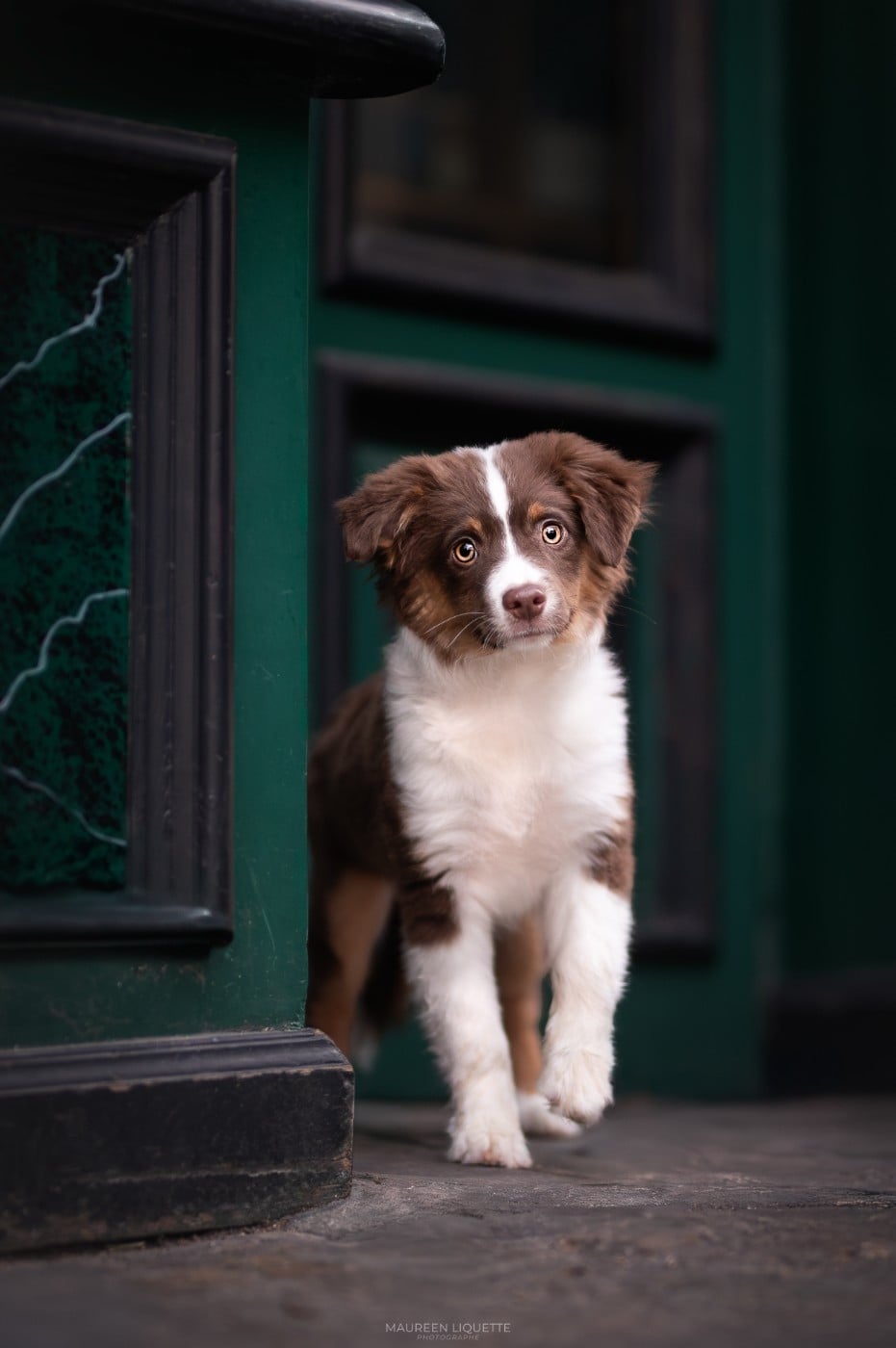 Publication : Autumn's Sweetness Auteur : https://autumnssweetness.chiens-