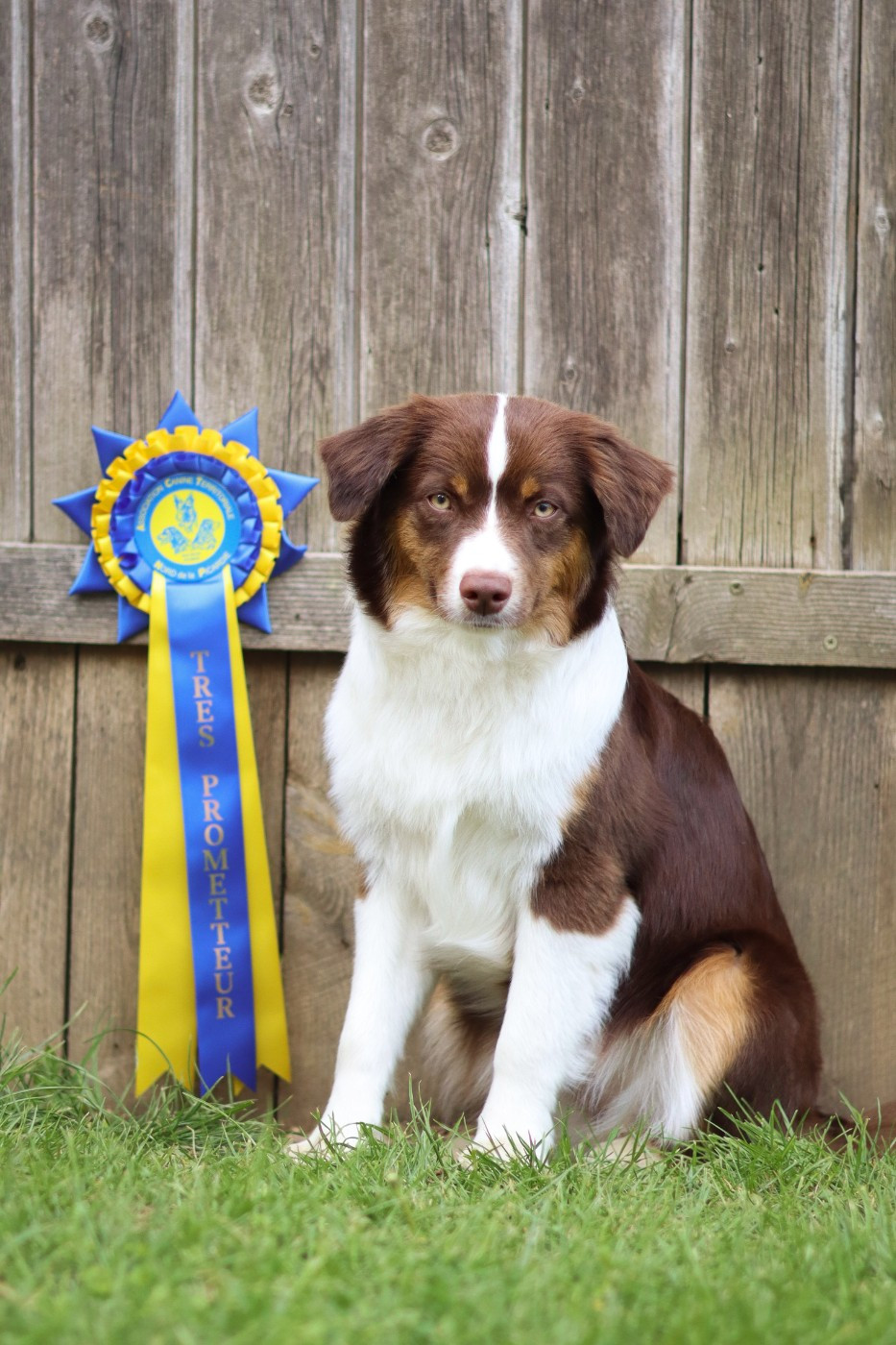 Publication : Autumn's Sweetness Auteur : https://autumnssweetness.chiens-