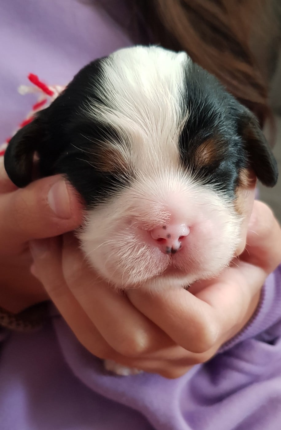 Chiot N°3 collier rouge/blanc - Cavalier King Charles Spaniel