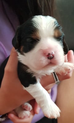 Chiot N°1 sans collier - Cavalier King Charles Spaniel