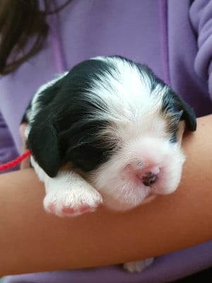 Cavalier King Charles Spaniel