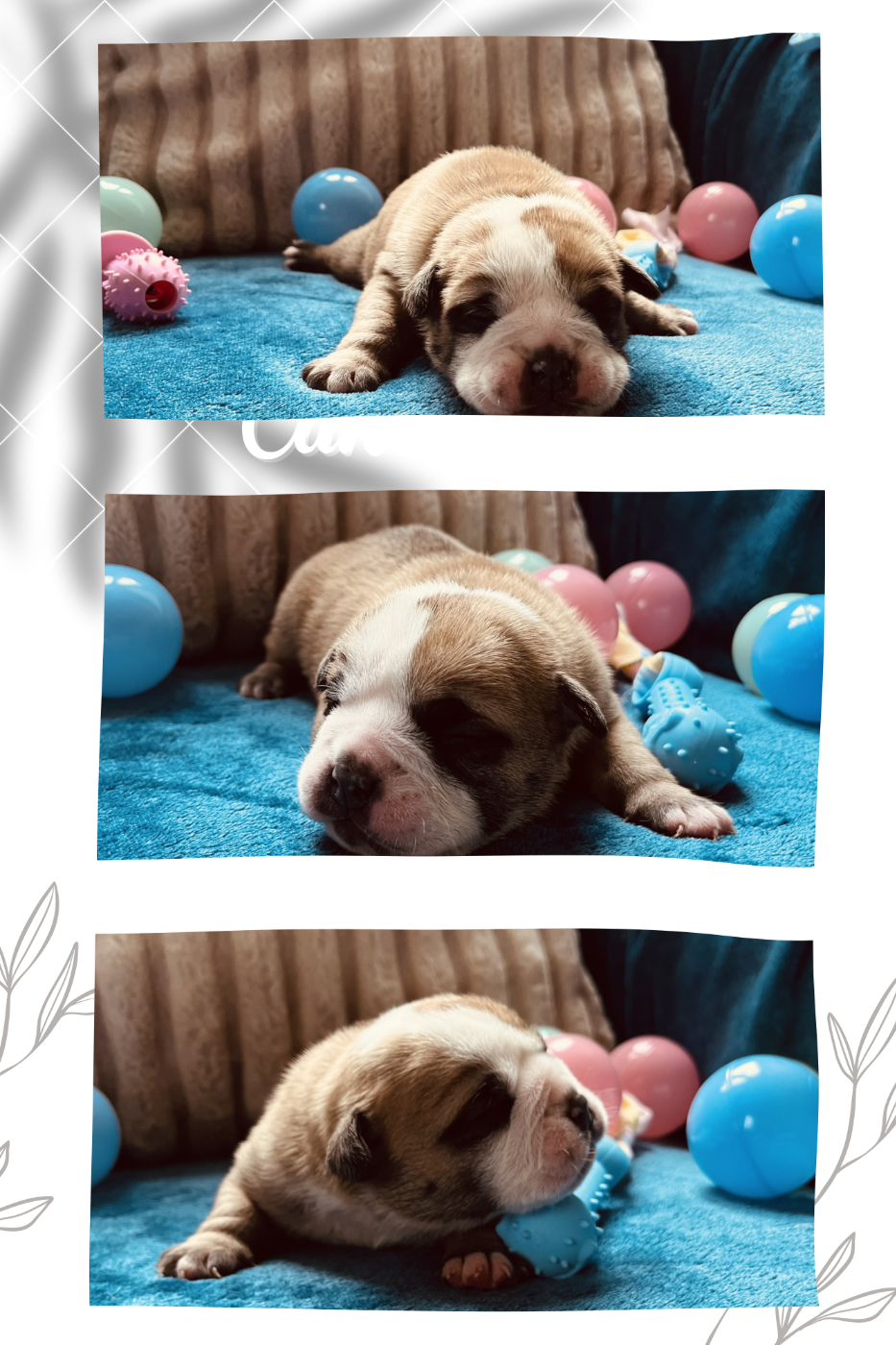 CHIOT 1 - Bulldog continental