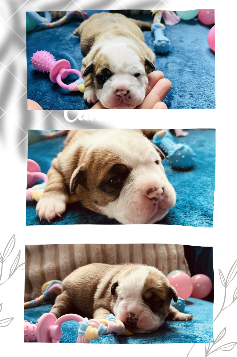 CHIOT 4 - Bulldog continental