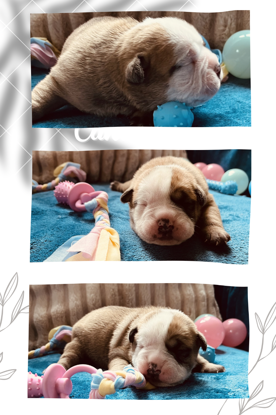 CHIOT 5 - Bulldog continental