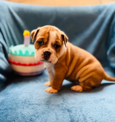 Les chiots de Bulldog continental
