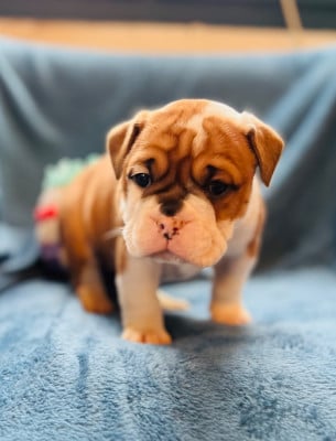 Les chiots de Bulldog continental