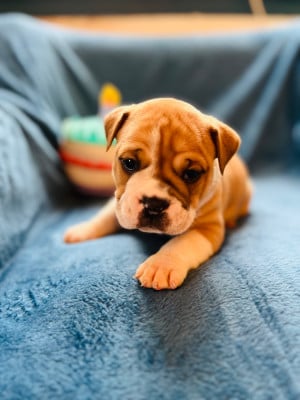 Les chiots de Bulldog continental