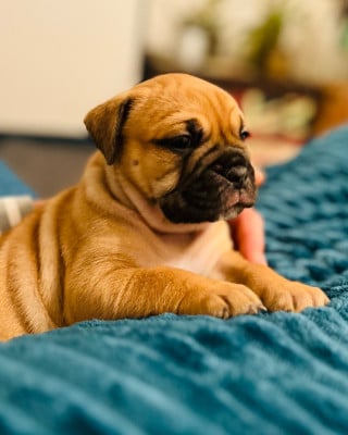 Les chiots de Bulldog continental