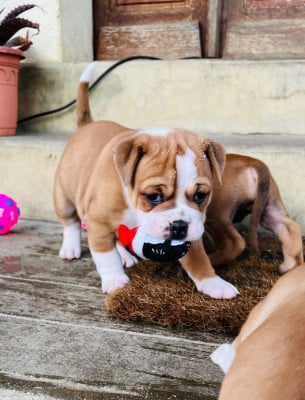 Les chiots de Bulldog continental