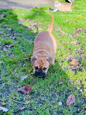 Les chiots de Bulldog continental