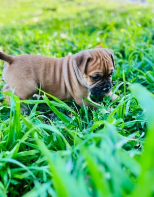 Les chiots de Bulldog continental