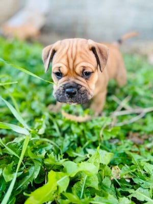 Les chiots de Bulldog continental