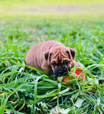 Les chiots de Bulldog continental