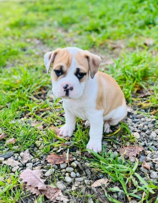 Les chiots de Bulldog continental