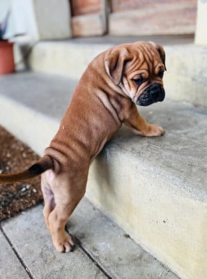 Les chiots de Bulldog continental